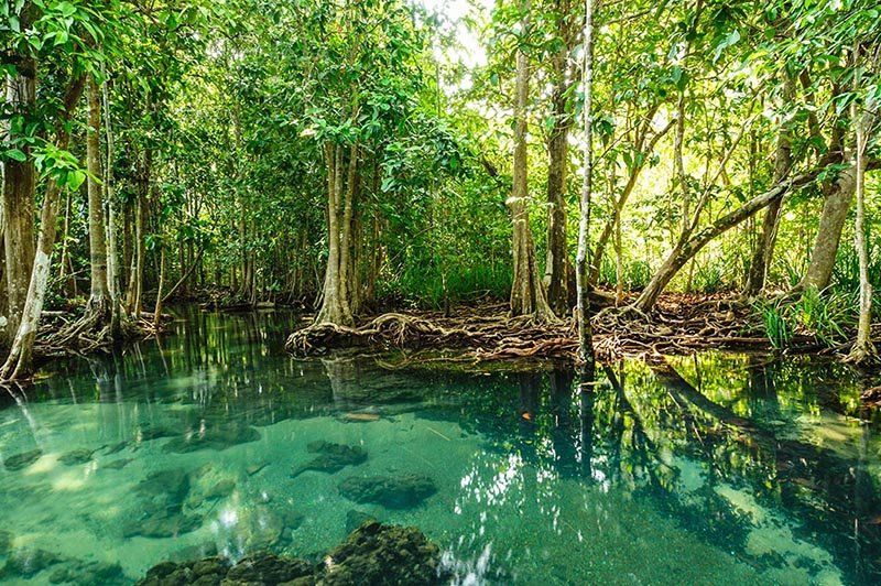 Pădurile de mangrove