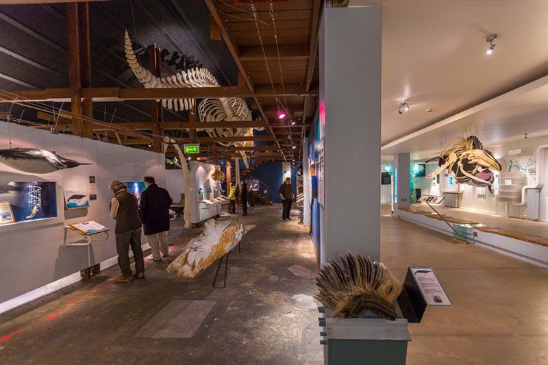 Whale Museum