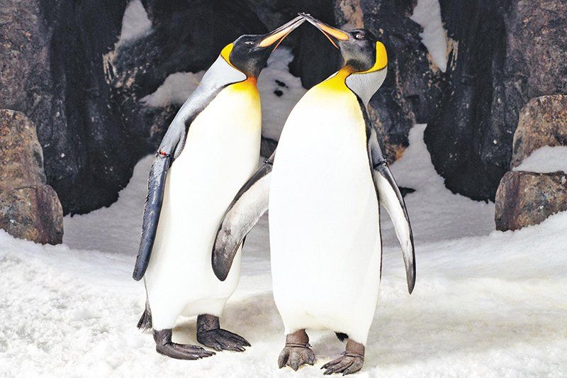 The Underwater World of Kelly Tarlton