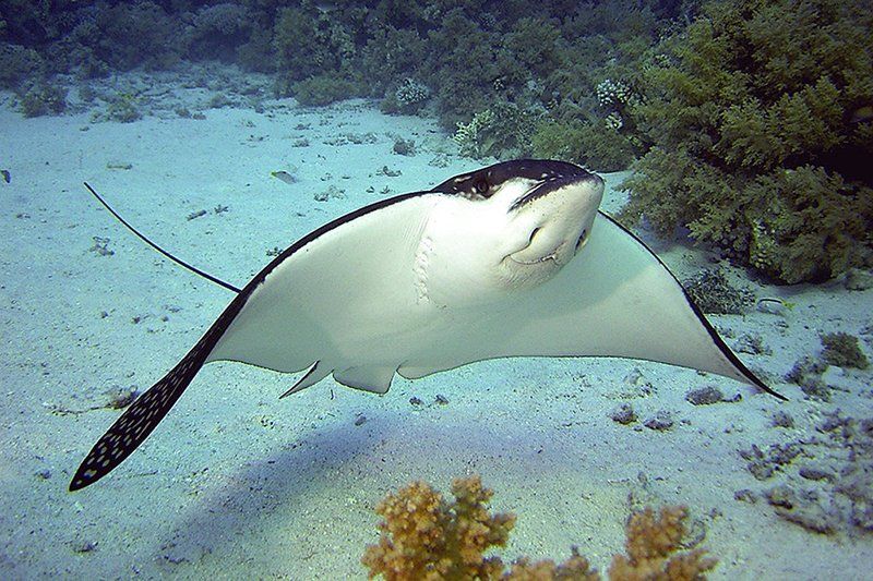 Acvariul Centrului Științific Oceanic