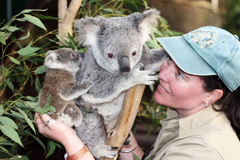 Lone Pine Koala Sanctuary