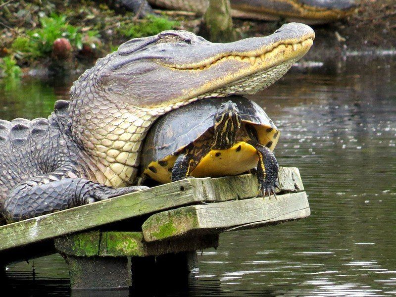 Audubon Swamp Garden