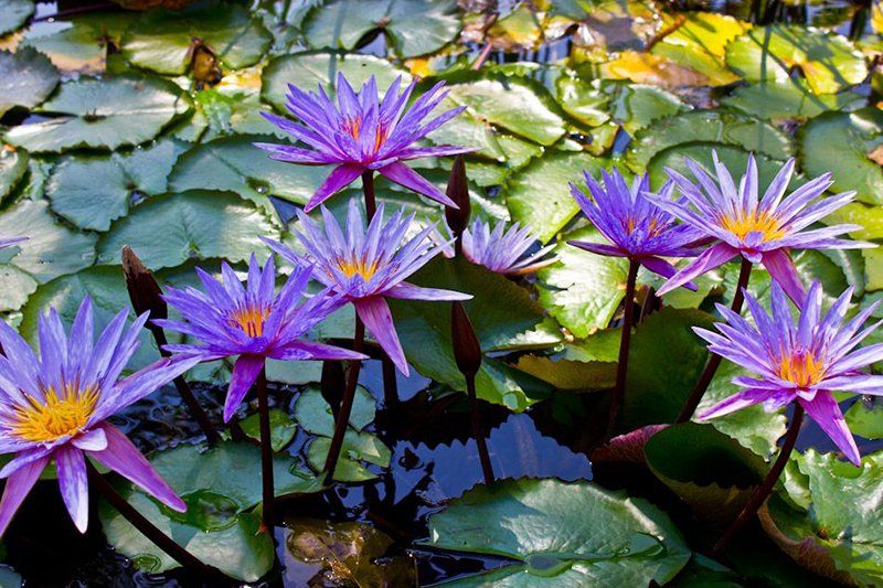 Botanical Garden