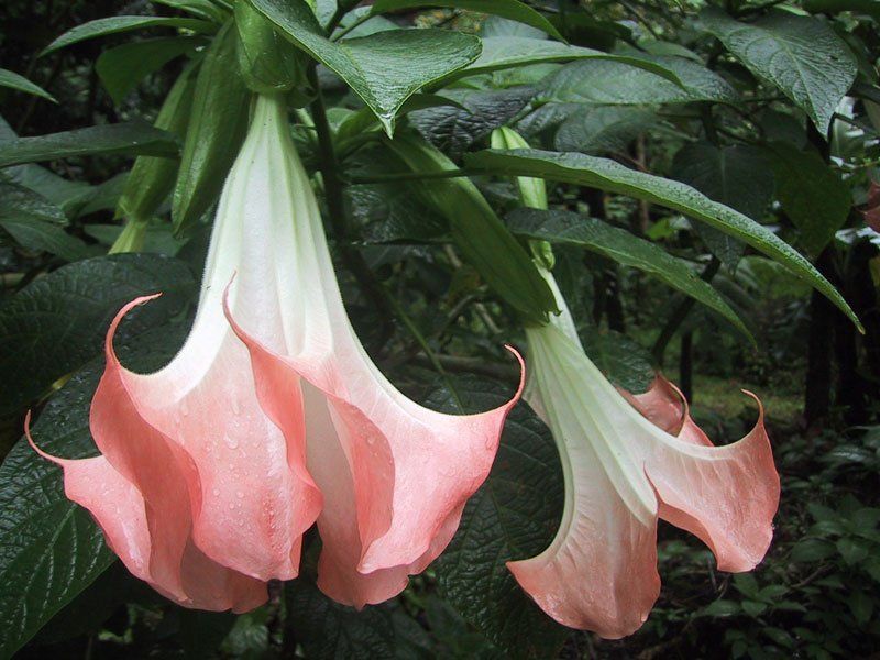 Botanical Garden