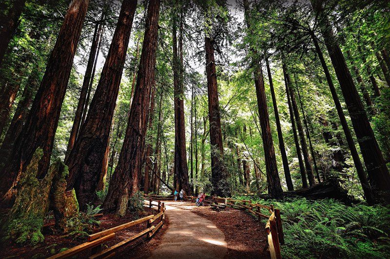 Національний парк Muir Woods і Саусаліто