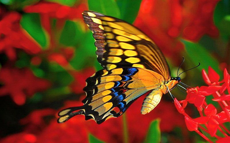 Butterfly Garden