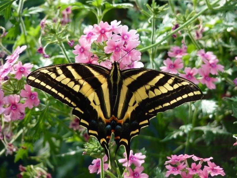 Butterfly Farm