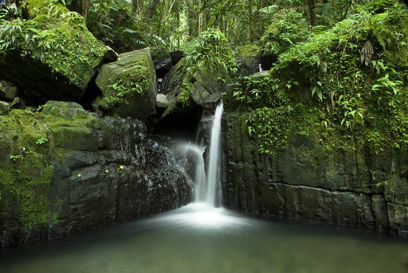 Pădurea tropicală El Yunque