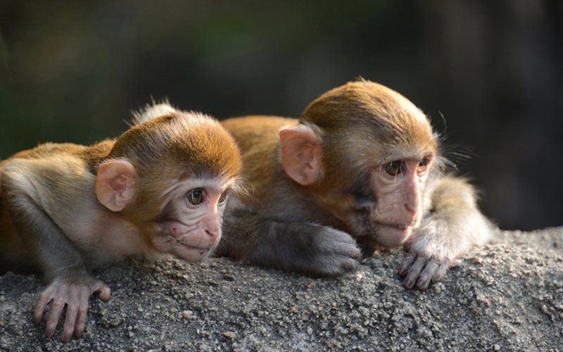 Monkey Island