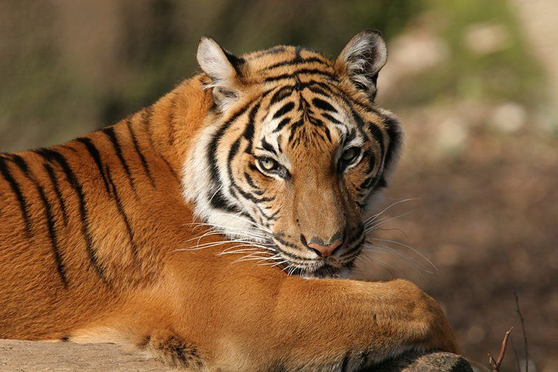 Dunshanhu Natural Zoo