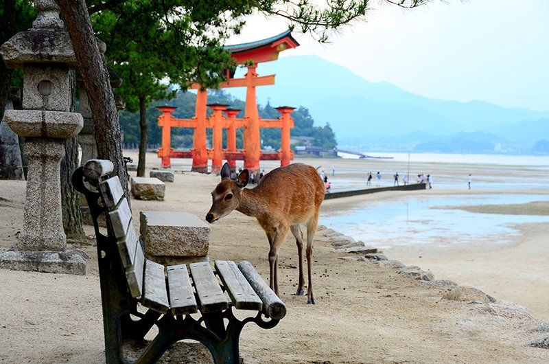 Excursie în orașul Hiroshima și împrejurimile sale