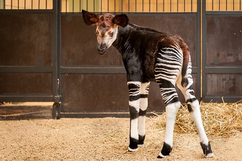 Antwerp Zoo