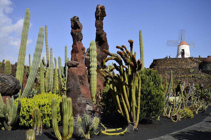 Grădină de cactuși