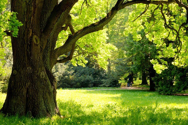Bosco di Cérano Nature Reserve