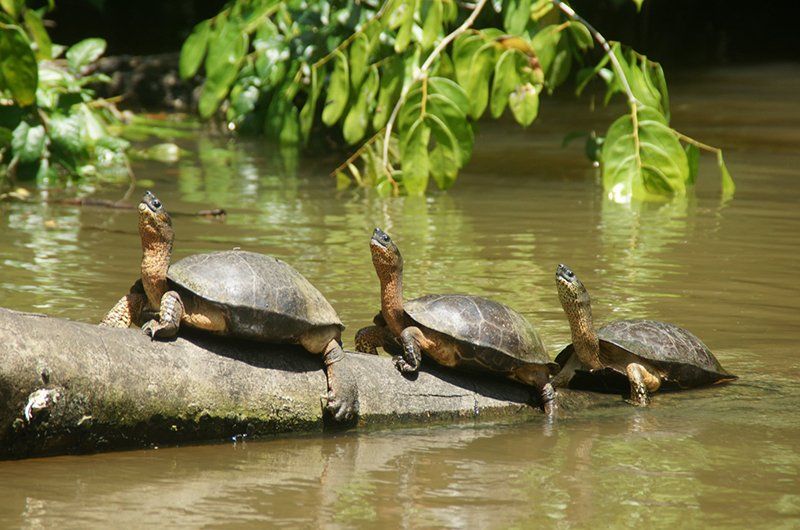 Parcul Național Tortuguero