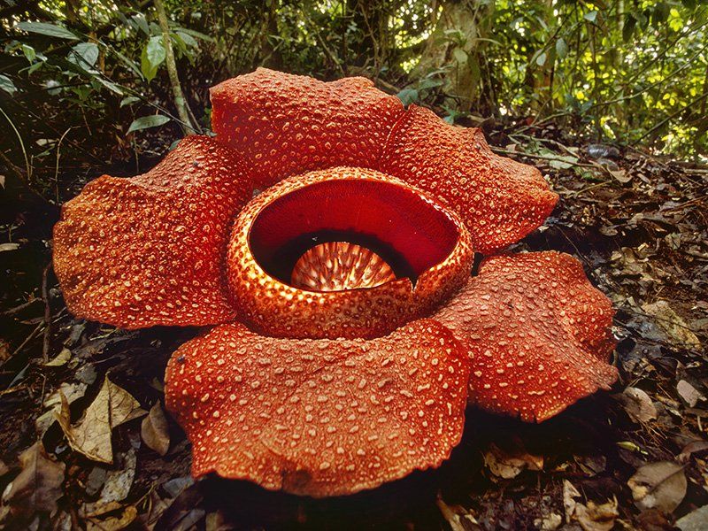 Kinabalu National Park