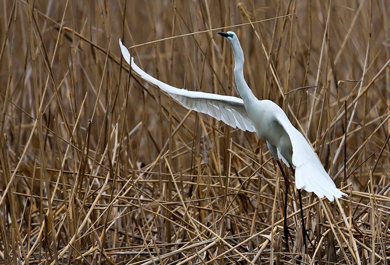 Astrakhan Nature Reserve