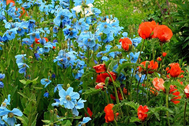 The northernmost botanical garden