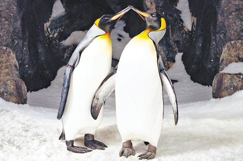Kelly Tarlton’s Underwater World
