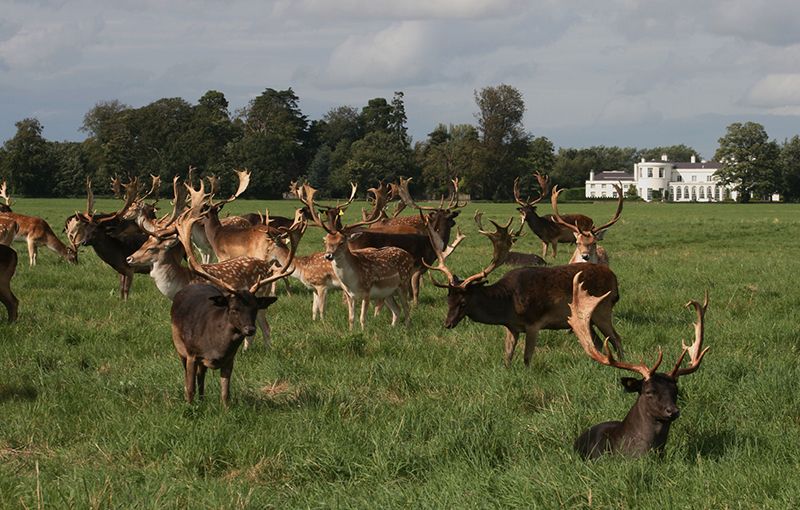 Phoenix Park