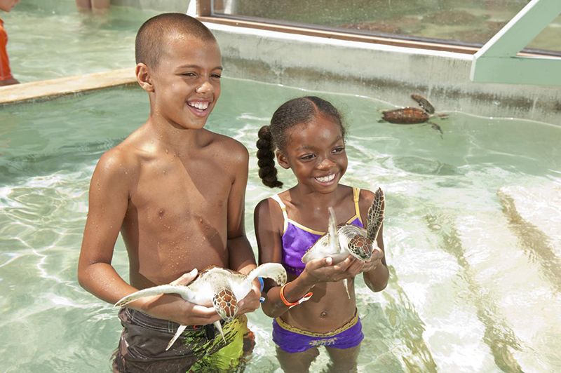 Turtle Farm