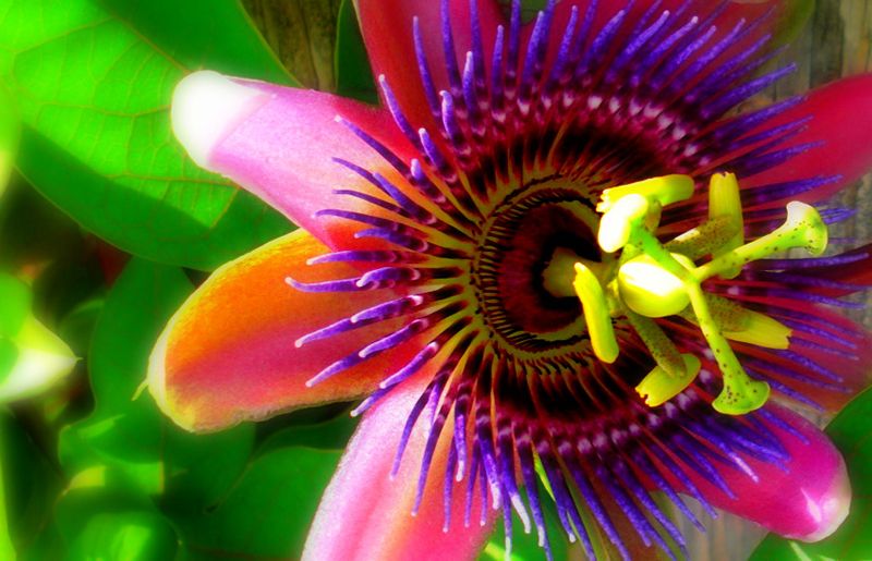 Botanical Gardens