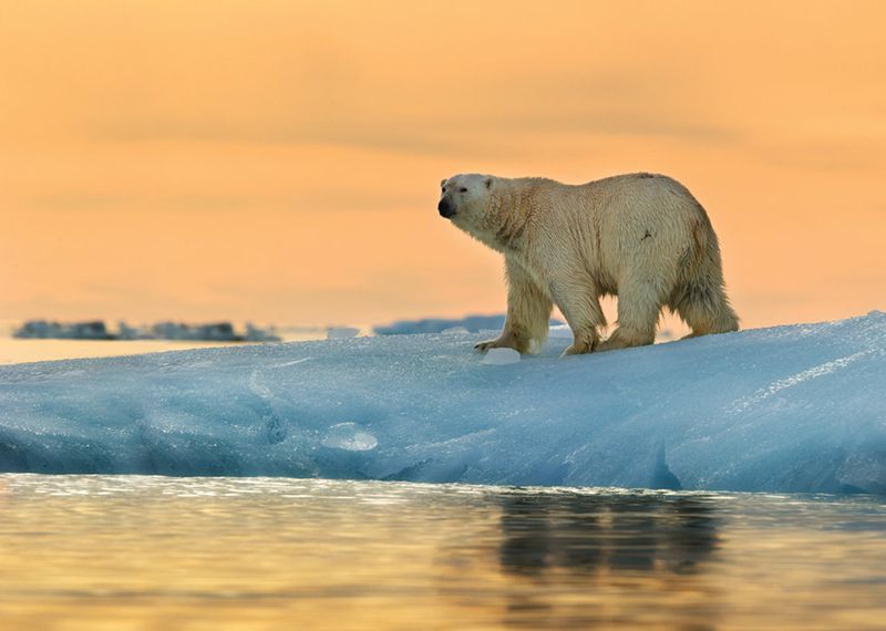 You can see polar bears in Svalbard.