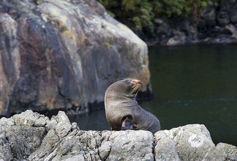 Milford Sound Fjords