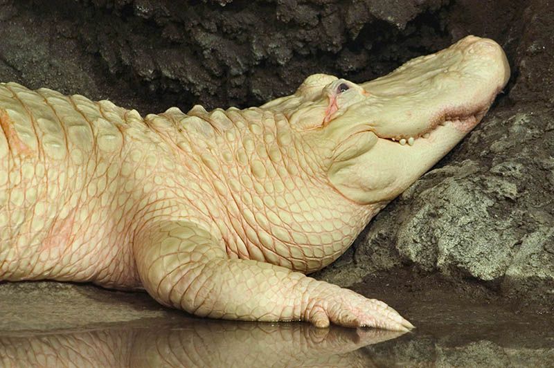 Grădina zoologică Obudon