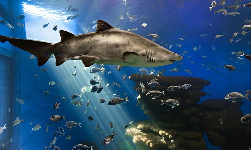 Palma Aquarium Oceanarium