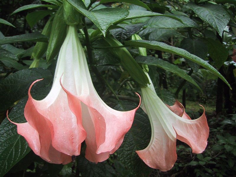 Botanical Garden