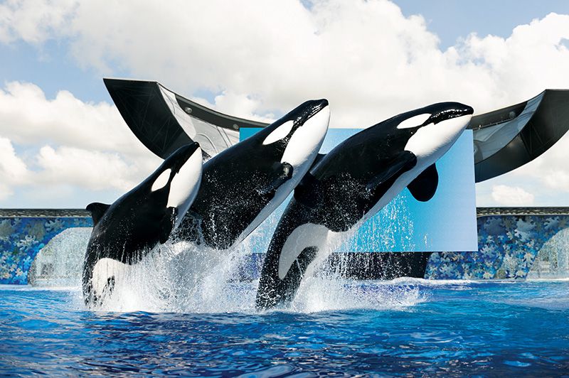 Океанаріум SeaWorld