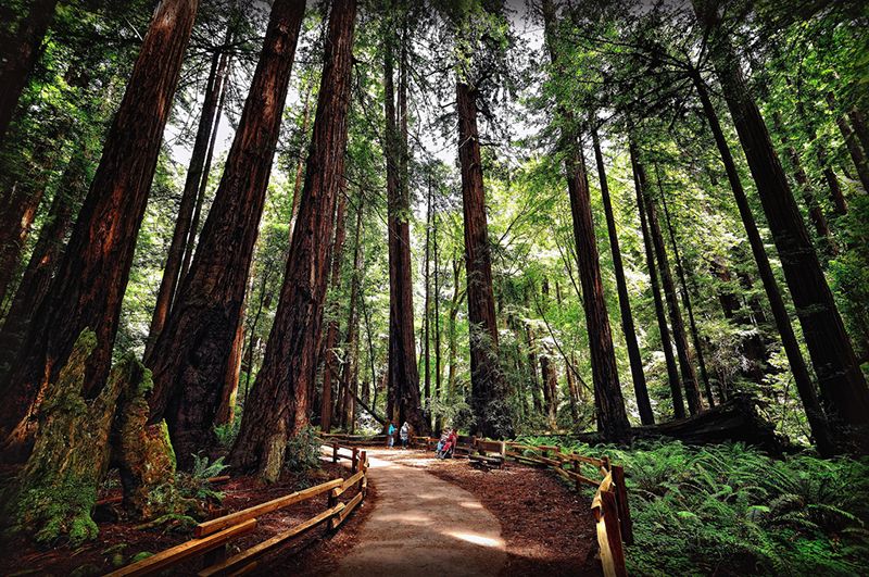 Національний парк Muir Woods