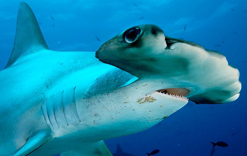 Cabo Pulmo Marine Reserve