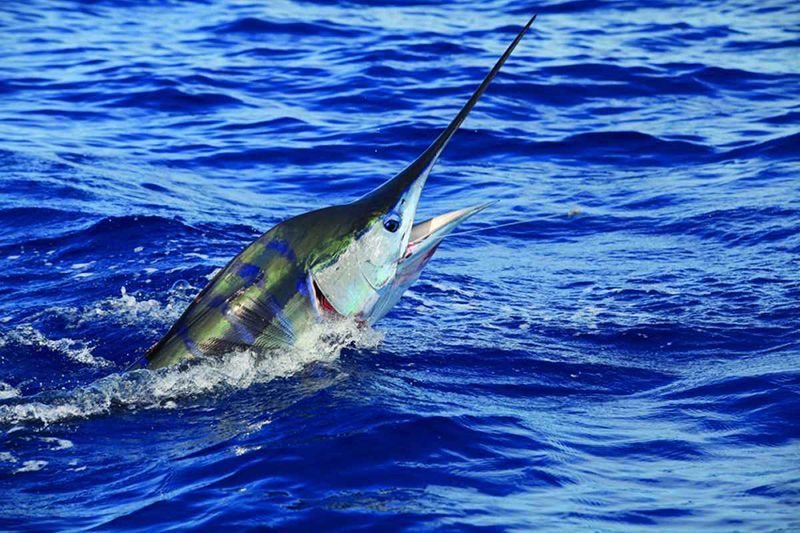 Sport Fishing