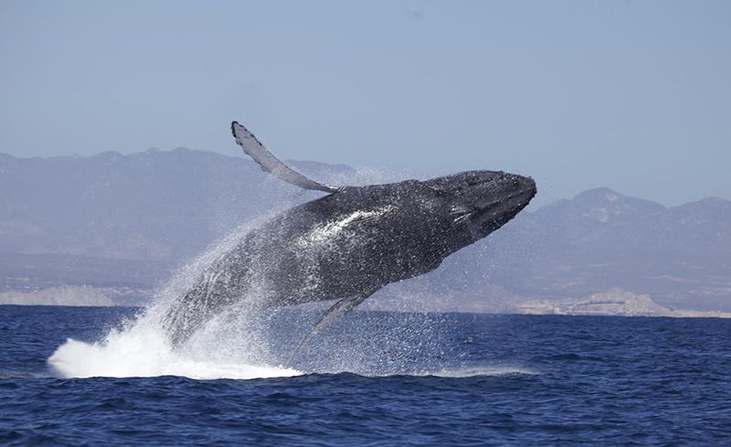 Whale Watching