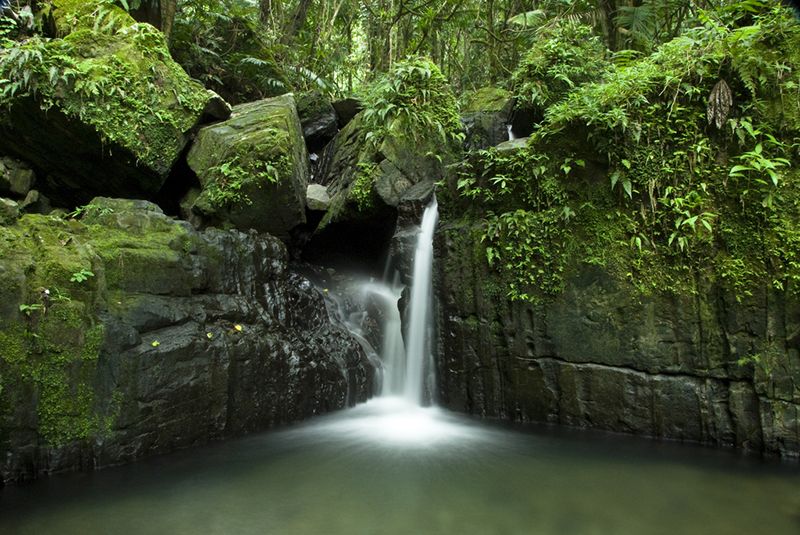 Pădurea tropicală El Yunque