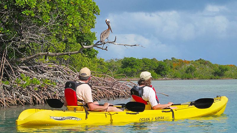Mangrove Lagoon on Bird Island