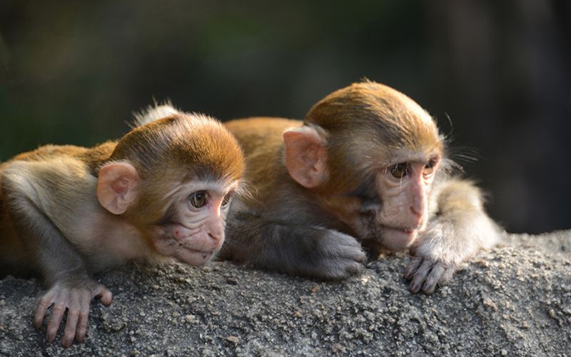 Monkey Island