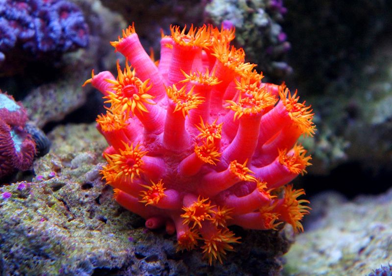 Coral Reef Reserve