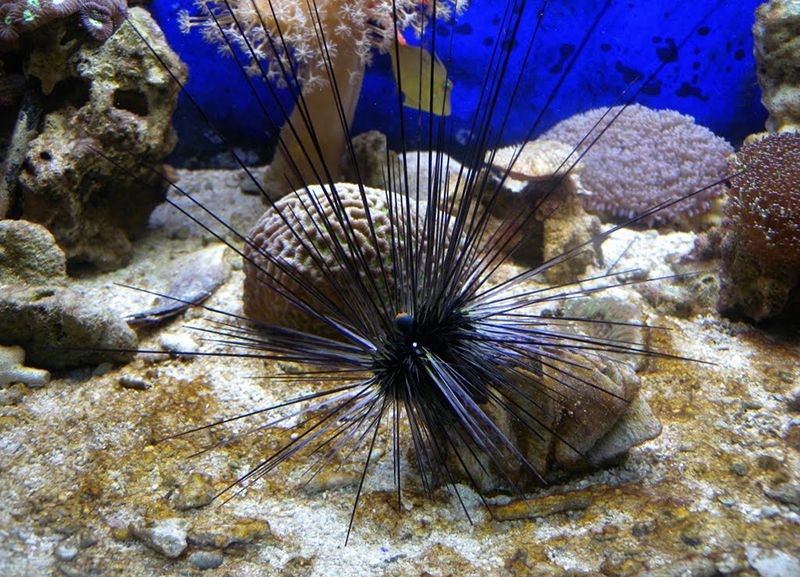 Aquarium