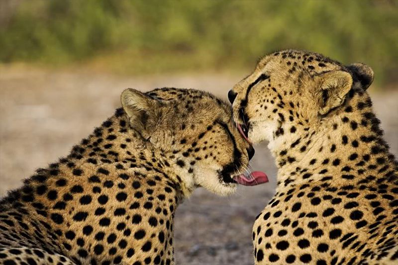 Sir Bani Yas Island National Park