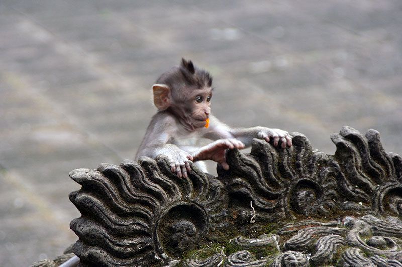 Forest of monkeys