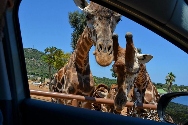 Zoo Safari Fasanolandia