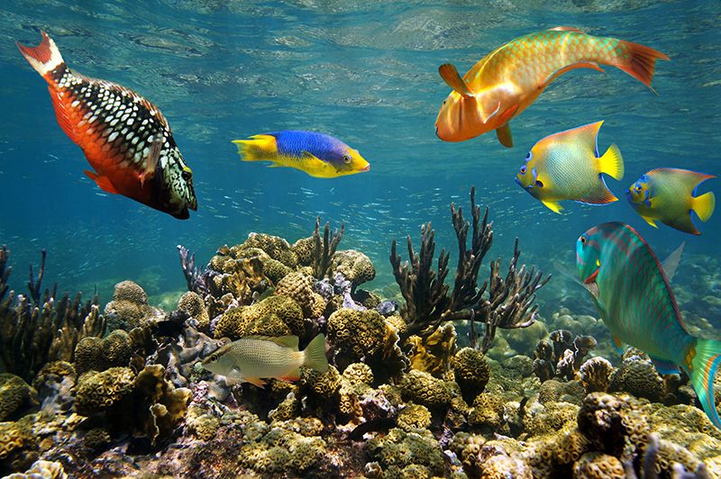 Snorkeling and scuba diving