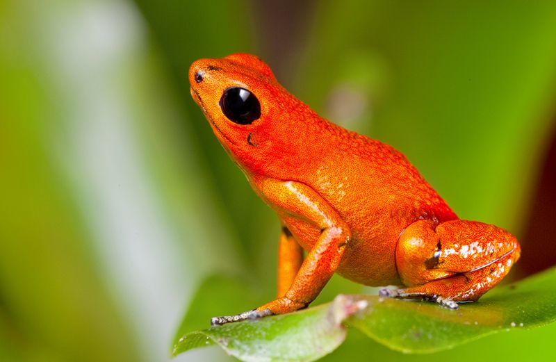 Parcul de aventură Veragua Rainforest