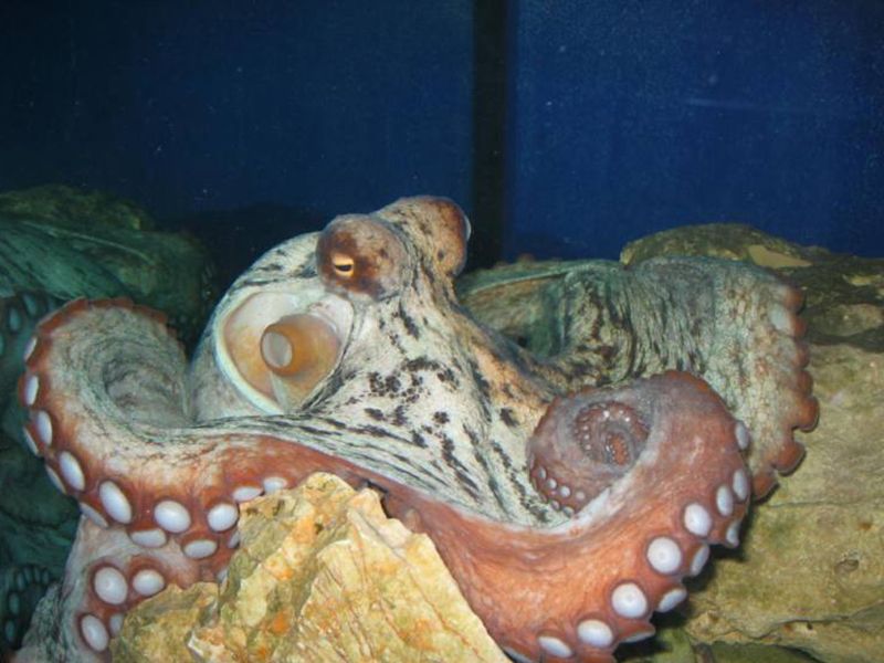 Aquarium