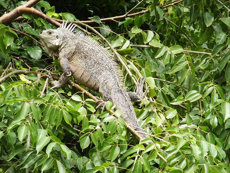 Belaire National Park