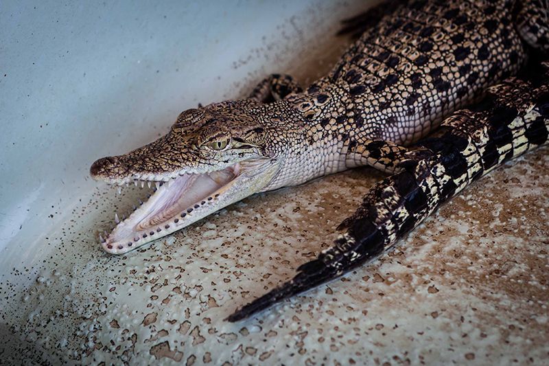 Crocodile Farm