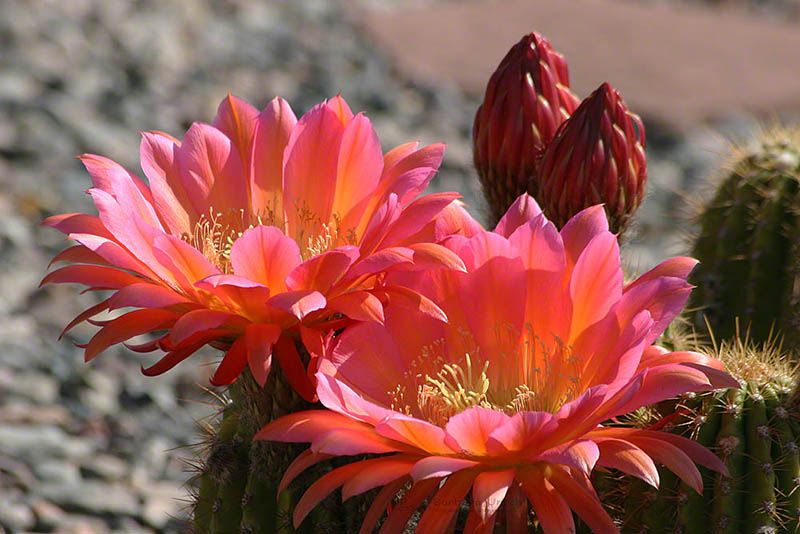 Cactus Garden